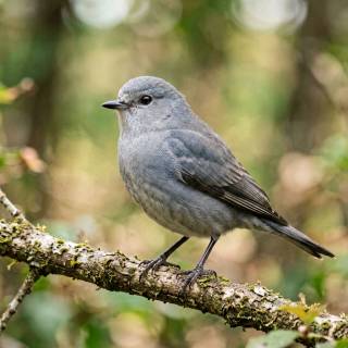 Gray bird