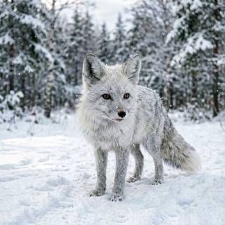 Snow Fox