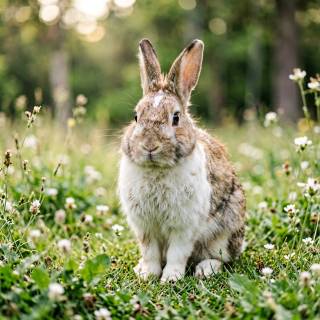Rabbit Mother
