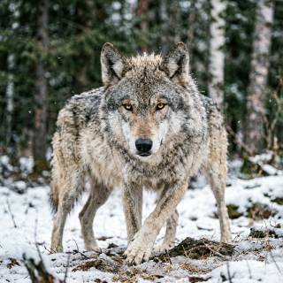 Gray Wolf
