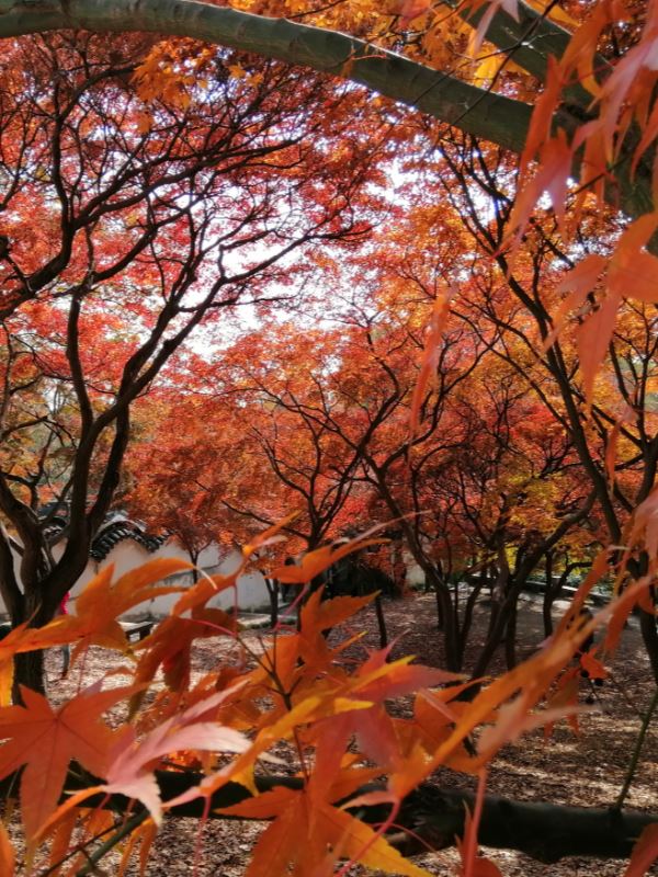 Icon of The warmth of autumn