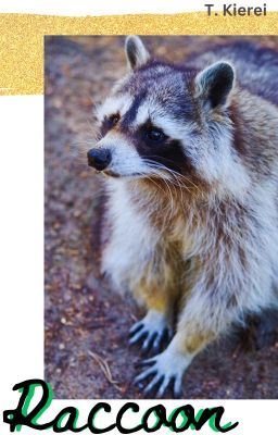Icon of Raccoon-(mxm) (Rever series 6)