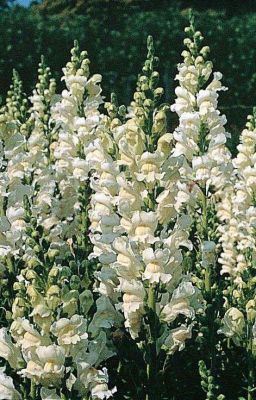 Icon of Antirrhinum [Y!Ennead x Gn!Reader]