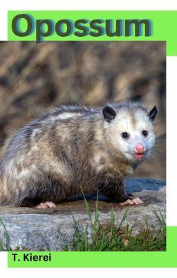 Icon of Opossum-(mxm) (Rever series Eight)
